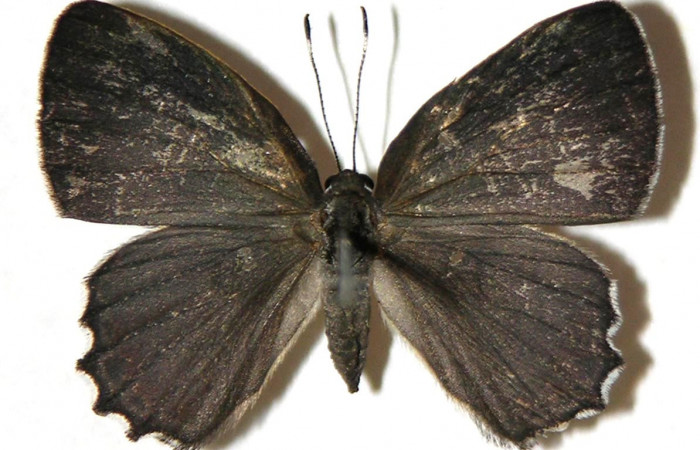 Figura 1. Adulto de larva <i>Euselasia Pellonia</i></i> (Riodinidae), vista dorsal, (hembra) localidad Sendero Huerta, Sector San Cristóbal ACG (527). Voucher: 04-SRNP-2581-DHJ307420.jpg.