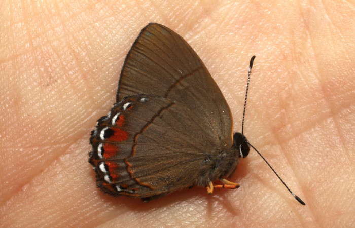 Figura 9. Adulto de larva <i>Euselasia Pellonia</i></i> (Riodinidae), (macho) vista dorsal, localidad Estación Llanura, Sector Rincon Rain Forest ACG (135m)). Voucher: 10-SRNP-76246-DHJ479840.jpg.