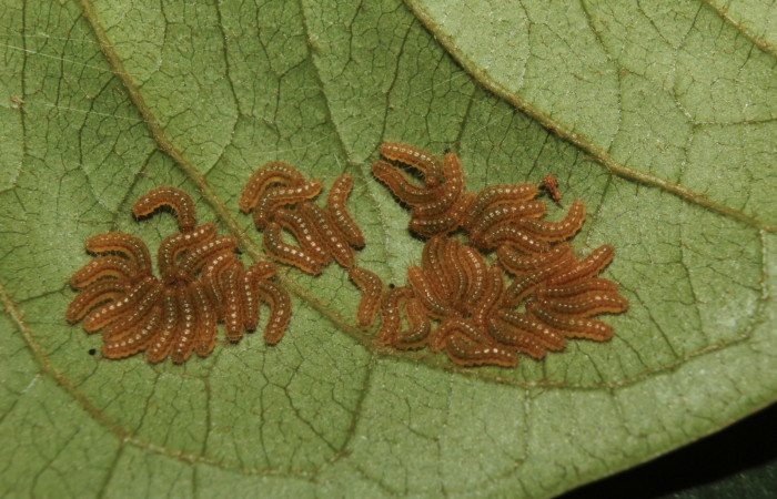       Figura 3. Larvas de <i>Euselasia Pellonia</i></i> (Riodinidae), en tercer estadío (PPU), vista dorsal, localidad Quebradona, Estación Biológica Quica Sector Pitilla ACG (475m). Voucher: 14-SRNP-70972-DHJ723012.jpg.