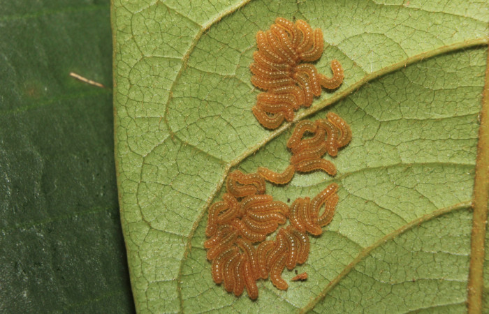 Figura 4. Larvas de <i>Euselasia Pellonia</i></i> (Riodinidae), en tercer estadío (PPU), vista dorsal, localidad Quebradona, Estación Biológica Quica Sector Pitilla ACG (475m). Voucher: 14-SRNP-70972-DHJ723015.jpg.