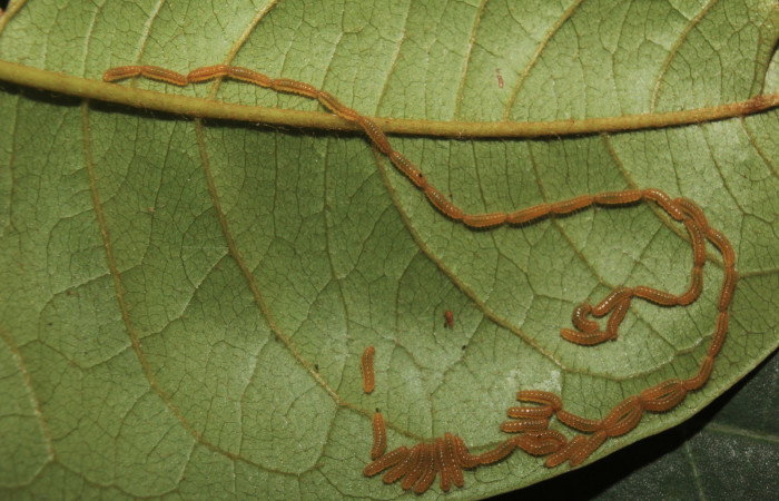 Figura 2. Larvas de <i>Euselasia Pellonia</i></i> (Riodinidae), en tercer estadío (PPU), vista dorsal, localidad Quebradona, Estación Biológica Quica Sector Pitilla ACG (475m). Voucher: 14-SRNP-70972-DHJ723016.jpg.