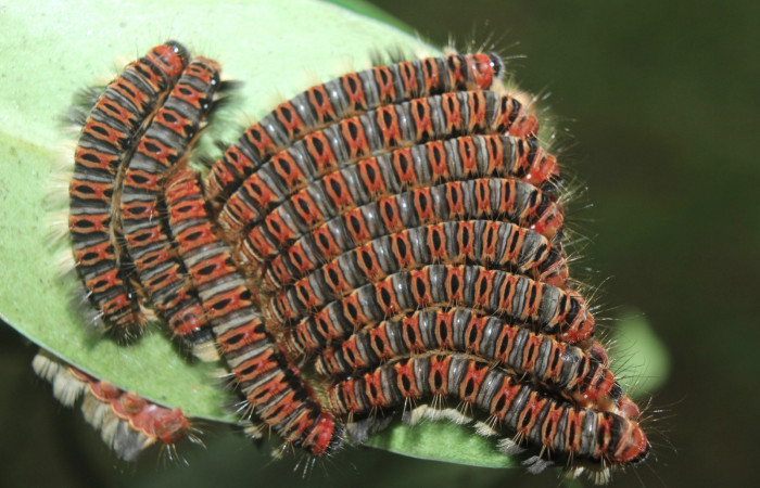 Figura 14. Larvas de <i>Euselasia cheles</i></i> (Riodinidae), en último estadío (U), mostrando vista dorsal, localidad Quebradona Estación Biológica Quica, Sector Pitilla ACG (475m). Voucher: 15-SRNP-70417-DHJ727128.jpg.