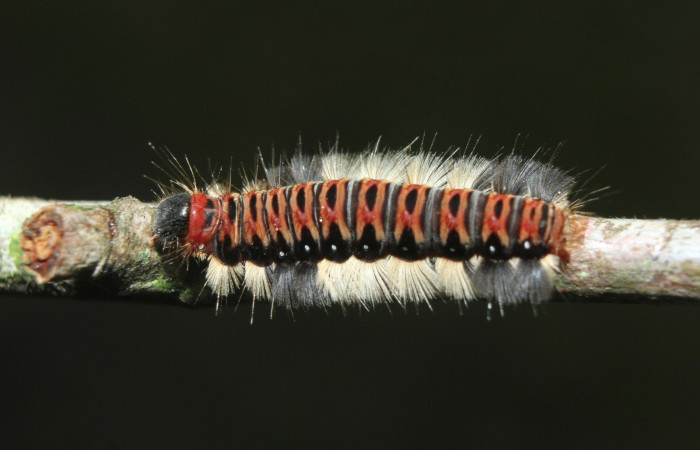 Figura 15. Larvas de <i>Euselasia cheles</i></i> (Riodinidae), en último estadío (U), mostrando vista dorsal, localidad Quebradona Estación Biológica Quica, Sector Pitilla ACG (475m). Voucher: 15-SRNP-70417-DHJ727138.jpg.