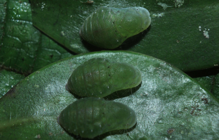 Figura 16. Pupas de larvas <i>Euselasia cheles</i></i> (Riodinidae), mostrando vista dorsal, localidad Quebradona Estación Biológica Quica Sector Pitilla ACG (475m). Voucher: 15-SRNP-70417-DHJ727173.jpg.