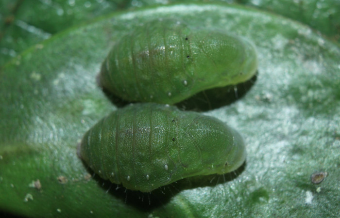 Figura 17. Pupas de larvas <i>Euselasia cheles</i></i> (Riodinidae), mostrando vista dorsal, localidad Quebradona Estación Biológica Quica Sector Pitilla ACG (475m). Voucher: 15-SRNP-70417-DHJ727177.jpg.