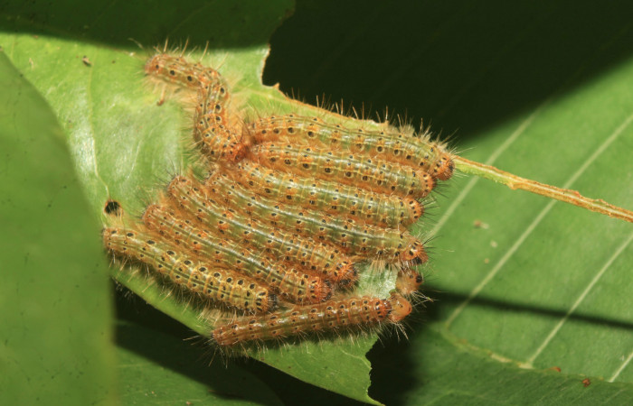 Figura 5. Larvas de <i>Euselasia Pellonia</i></i> (Riodinidae), en último estadío (U), vista dorsal, localidad Medrano, Estación Biológica Quica Sector Pitilla, ACG (380m)). Voucher: 21-SRNP-70895-DHJ780642.jpg.