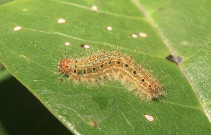 Figura 6. Larvas de <i>Euselasia Pellonia</i></i> (Riodinidae), en último estadío (U), vista lateral, localidad Medrano, Estación Biológica Quica, Sector Pitilla, ACG (380m)). Voucher: 21-SRNP-70895-DHJ780650.jpg.