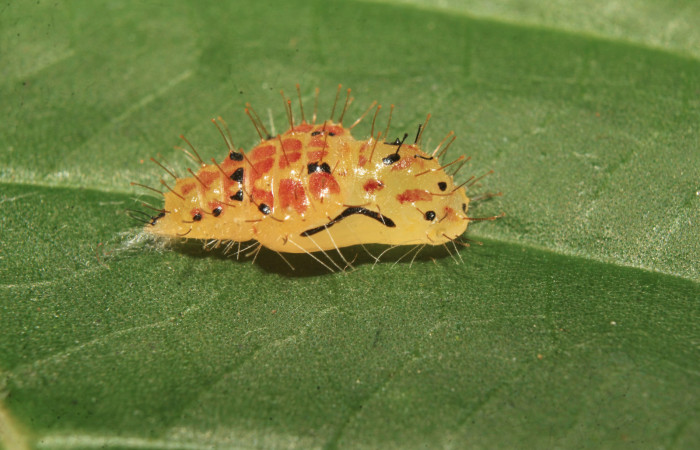 Figura 7. Pupas de larvas <i>Euselasia Pellonia</i></i> (Riodinidae), vista lateral, localidad Medrano, Estación Biológica Quica, Sector Pitilla, ACG (380m). Voucher: 21-SRNP-70931-DHJ780659.jpg.