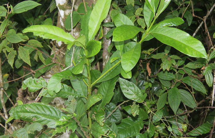 Figura 22. Planta hospedera de larva <i>Euselasia Pellonia</i></i> (Riodinidae), planta llamada <i>Vochysia guatemalensis</i></i> (Vochysiaceae), localidad Medrano, Estación Biológica Quica Sector Pitilla,  ACG (380m)) (470m), foto: Ricardo Calero, 23 Agosto 2021. 