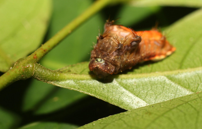 Figura 1. Larva <i>Parasa minima</i></i> (Limacodidae), color café cuarto estadio posición frontal, mide 18 mm aproximadamente. Planta hospedera <i>Inga punctata</i></i>, (Fabaceae). Voucher: 18-SRNP-36100-DHJ734895.jpg.