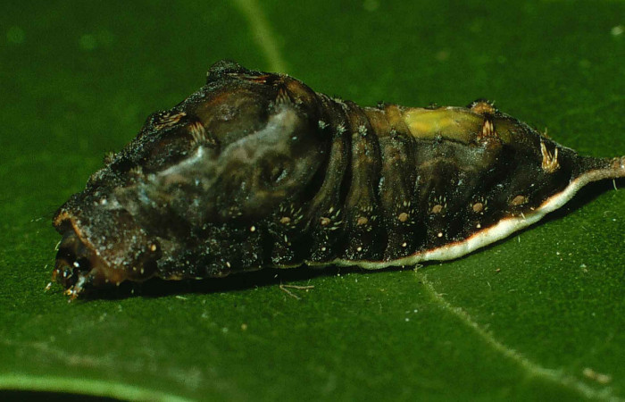 Figura 10. Larva <i>Parasa minima</i></i> (Limacodidae), prepupa color negro, posición lateral, mide 17 mm aproximadamente. Planta hospedera <i>Annona purpurea</i></i>, (Annonaceae). Voucher: 99-SRNP-9966-DHJ51496.jpg.