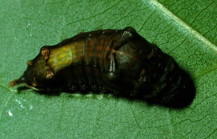 Figura 11. Larva <i>Parasa minima</i></i> (Limacodidae), prepupa color negro, posición dorsal, mide 17 mm aproximadamente. Planta hospedera <i>Annona purpurea</i></i>, (Annonaceae). Voucher: 99-SRNP-9966-DHJ51500.jpg.