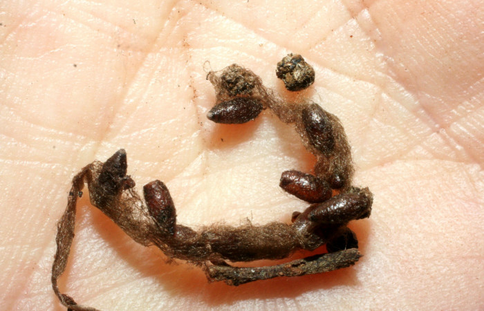 Figura 13. Capullos de <i>Meteorus</i></i> Janzen24 (Braconidae). Voucher: 07-SRNP-46638-DHJ461899.jpg.