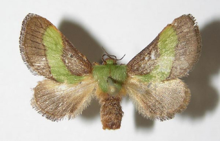 Figura 14. Adulto de <i>Parasa minima</i></i> (Limacodidae) mide 23 milímetros, posición dorsal parte enfocada alas. Voucher: 03-SRNP-26708-DHJ336672.