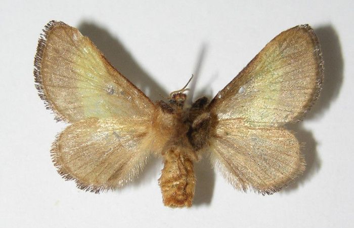 Figura 15. Adulto de <i>Parasa minima</i></i> (Limacodidae) mide 23 milímetros, posición ventral parte enfocada abdomen y alas. Voucher: 03-SRNP-26708-DHJ336673.