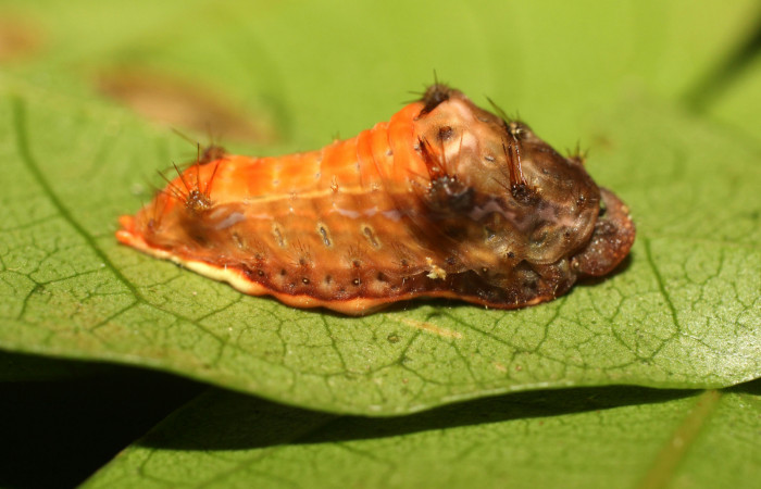 Figura 2. Larva <i>Parasa minima</i></i> (Limacodidae), color café cuarto estadio posición lateral, mide 18 mm aproximadamente. Planta hospedera <i>Inga punctata</i></i>, (Fabaceae). Voucher: 18-SRNP-36100-DHJ734892.jpg.