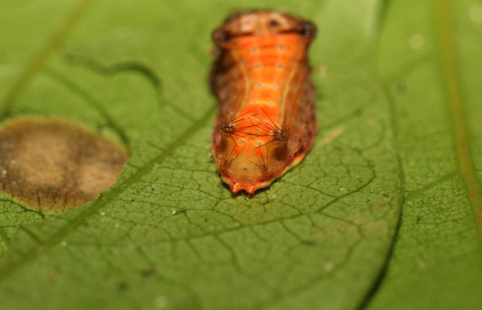 Figura 3. Larva <i>Parasa minima</i></i> (Limacodidae), color café cuarto estadio posición parte trasera, mide 18 mm aproximadamente. Planta hospedera <i>Inga punctata</i></i>, (Fabaceae). Voucher: 18-SRNP-36100-DHJ734893.jpg.