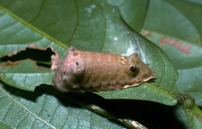Figura 4. Larva <i>Parasa minima</i></i> (Limacodidae), color café último estadio posición lateral, mide 21 mm aproximadamente. Planta hospedera <i>Inga sapindoides</i></i>, (Fabaceae). Voucher: 04-SRNP-40752-DHJ83197.jpg.
