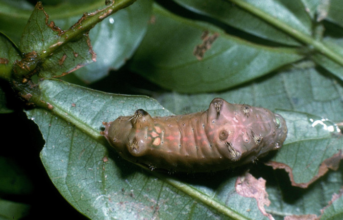 Figura 5. Larva <i>Parasa minima</i></i> (Limacodidae), color café último estadio posición dorsal, mide 21 mm aproximadamente. Planta hospedera <i>Inga sapindoides</i></i>, (Fabaceae). Voucher: 04-SRNP-40752-DHJ83194.jpg.