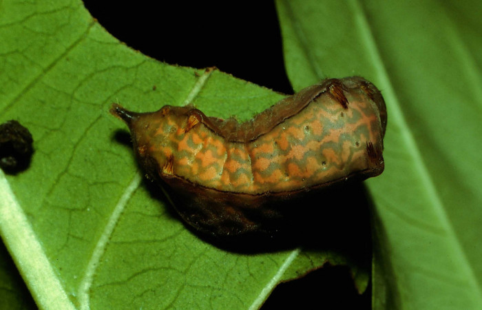 Figura 6. Larva <i>Parasa minima</i></i> (Limacodidae), color café último estadio posición dorsal, mide 21 mm aproximadamente. Planta hospedera <i>Calycophyllum candidissimum</i></i>, (Rubiaceae). Voucher: 92-SRNP-3766-DHJ16277.jpg.
