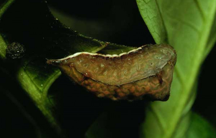 Figura 7. Larva <i>Parasa minima</i></i> (Limacodidae), color café último estadio posición lateral, dorsal, mide 21 mm aproximadamente. Planta hospedera <i>Calycophyllum candidissimum</i></i>, (Rubiaceae). Voucher: 92-SRNP-3766-DHJ16273.jpg.