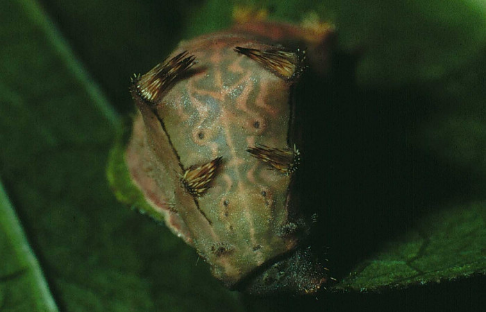 Figura 8. Larva <i>Parasa minima</i></i> (Limacodidae), color café último estadio posición frontal cabeza, mide 21 mm aproximadamente. Planta hospedera <i>Calycophyllum candidissimum</i></i>, (Rubiaceae). Voucher: 90-SRNP-1325-DHJ12845.jpg.