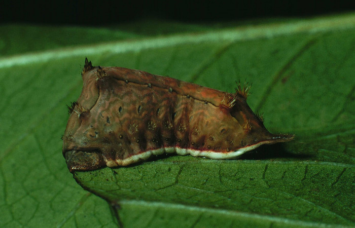 Figura 9. Larva <i>Parasa minima</i></i> (Limacodidae), color café último estadio posición lateral, mide 21 mm aproximadamente. Planta hospedera <i>Calycophyllum candidissimum</i></i>, (Rubiaceae). Voucher: 90-SRNP-1325-DHJ12842.jpg.