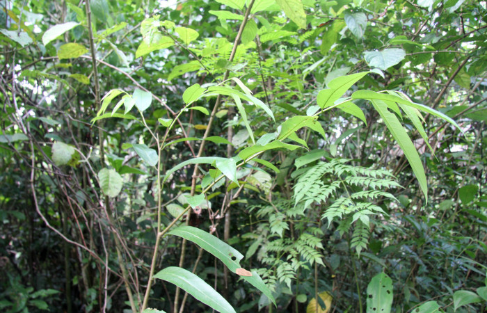 Figura 21. Plantas hospederas <i>Annona papilionella</i></i> (Annonaceae), parte enfocada rama, planta donde se alimenta la larva de Larva <i>Parasa minima</i></i> (Limacodidae).