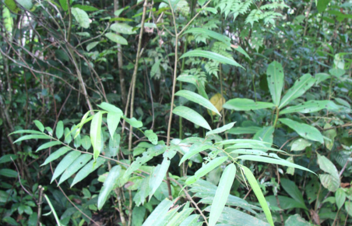 Figura 19. Plantas hospederas <i>Annona papilionella</i></i> (Annonaceae), arbusto, donde se alimenta la larva <i>Parasa minima</i></i> (Limacodidae).