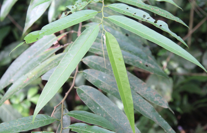 Figura 20. Plantas hospederas <i>Annona papilionella</i></i> (Annonaceae), parte enfocada rama, planta donde se alimenta la larva de Larva <i>Parasa minima</i></i> (Limacodidae).