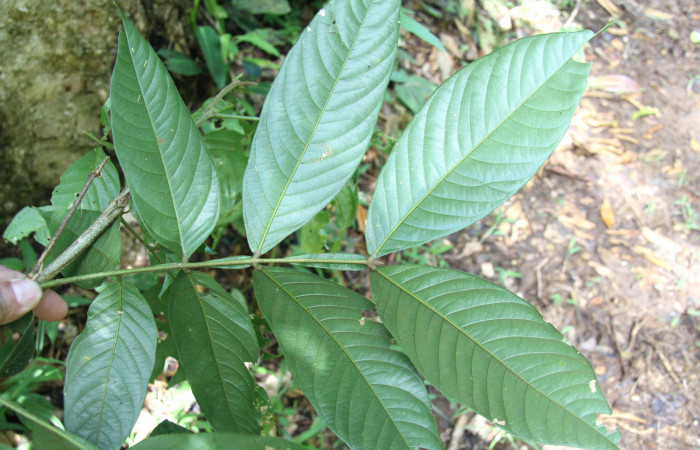 Figura 16. Plantas hospederas <i>Inga sapindoides</i></i> (Fabaceae), parte enfocada rama, planta donde se alimenta la larva <i>Parasa minima</i></i> (Limacodidae)