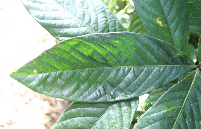 Figura 17. Plantas hospederas <i>Inga sapindoides</i></i> (Fabaceae), parte enfocada rama, planta donde se alimenta la larva <i>Parasa minima</i></i> (Limacodidae).