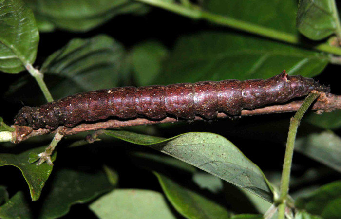 Figura 13. Larva <i>Hemeroblemma leontia</i></i> (Erebidae), último estadío (U) vista lateral, localidad Río Chon, Sector Del Oro ACG (320m). Voucher: 03-SRNP-15992-DHJ400994.jpg.