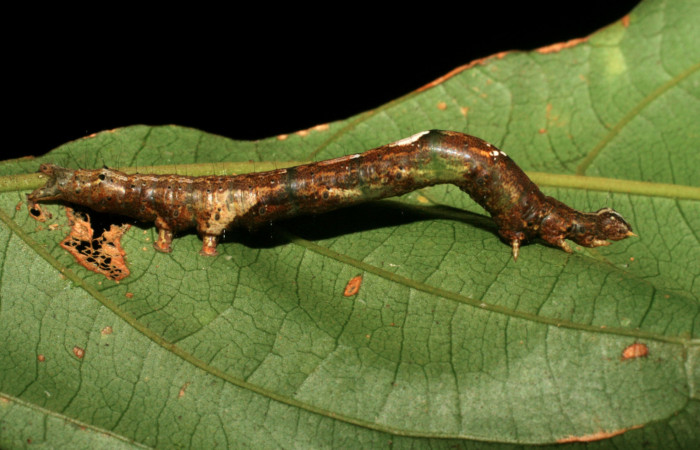 Figura 14. Larva <i>Hemeroblemma scolopacea</i></i> (Erebidae), último estadío (U) vista lateral, localidad Río Blanco Abajo, Sector Rincón Rain forest ACG (500m). Voucher: 07-SRNP-3723-DHJ429619.jpg.