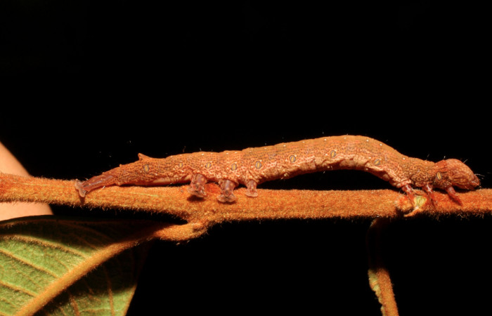 Figura 15. Larva <i>Hemeroblemma dolosina</i></i> (Erebidae), penúltimo estadío (PU) vista lateral, localidad Moga, Estación Brasilia ACG (320m). Voucher: 08-SRNP-65601-DHJ446902.jpg.