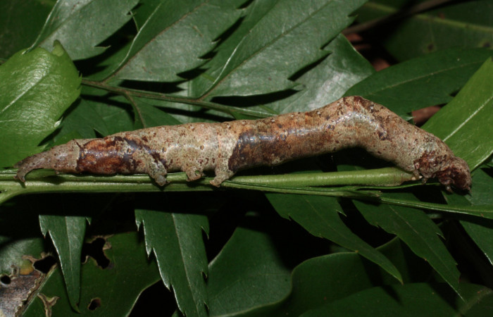 Figura 16. Larva <i>Hemeroblemma schausiana</i></i> (Erebidae), último estadío (U) vista lateral, localidad Estación Biológica Los Almendros, Sector El Hacha ACG (290m). Voucher: 13-SRNP-21152-DHJ493629.jpg.