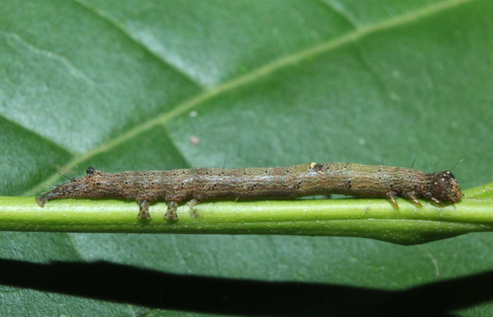 Figura 3. Larva <i>Hemeroblemma</i></i> Janzen05 (Erebidae), penúltimo estadío (PU) vista lateral, localidad Medrano Estación Biológica Quica, Sector Pitilla ACG (380m). Voucher: 14-SRNP-71946-DHJ726239.jpg.
