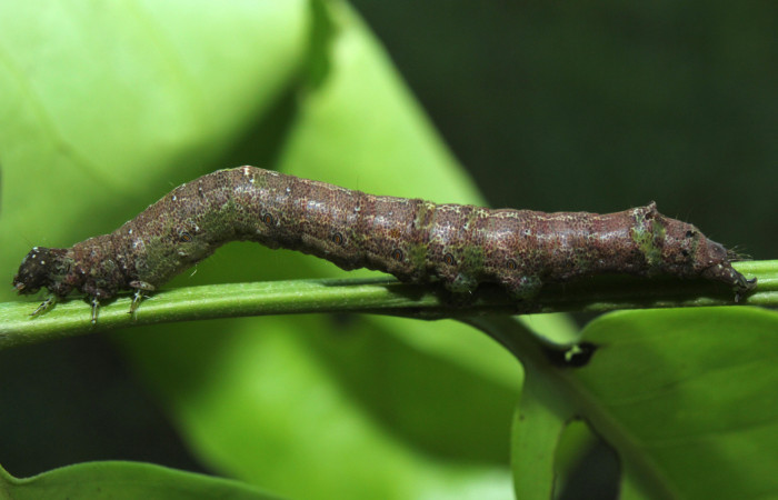 Figura 4. Larva <i>Hemeroblemma</i></i> Janzen05 (Erebidae), último estadío (U) vista lateral, localidad Medrano Estación Biológica Quica, Sector Pitilla ACG (380m). Voucher: 14-SRNP-71946-DHJ726282.jpg.