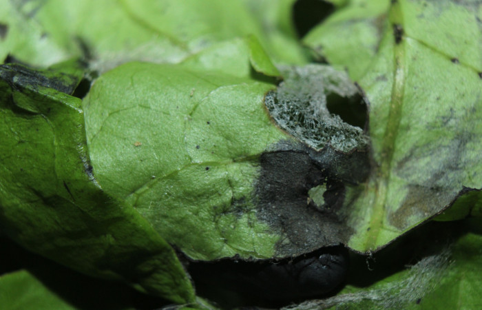 Figura 7. Habitat de pupa de <i>Hemeroblemma</i></i> Janzen05 (Erebidae), localidad Medrano Estación Biológica Quica, Sector Pitilla ACG (380m). Voucher: 14-SRNP-71946-DHJ726334.jpg.