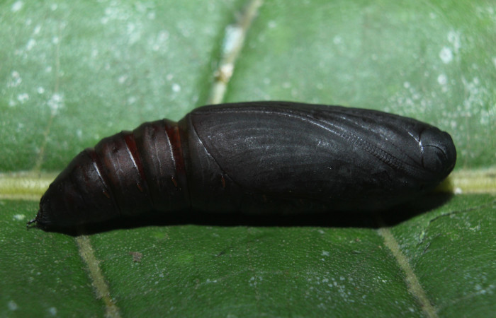 Figura 8. Pupa de <i>Hemeroblemma</i></i> Janzen05 (Erebidae), vista lateral, localidad Medrano Estación Biológica Quica, Sector Pitilla ACG (380m). Voucher: 14-SRNP-71946-DHJ726336.jpg.