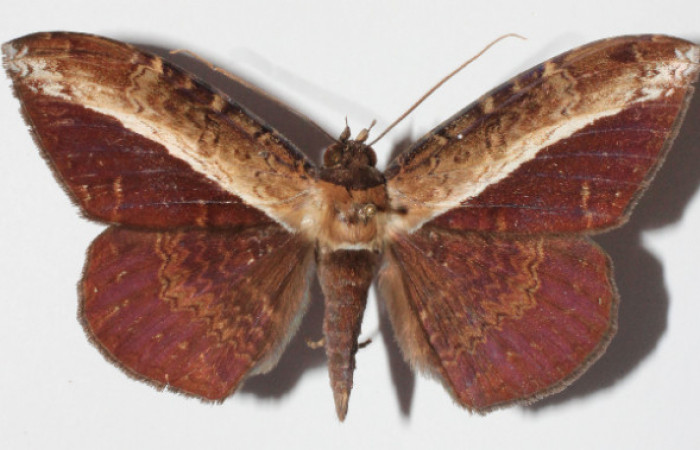 Figura 9. Adulto de <i>Hemeroblemma</i></i> Janzen05 (Erebidae), macho vista dorsal, localidad Medrano Estación Biológica Quica, Sector Pitilla ACG (380m). Voucher: 14-SRNP-71946-DHJ905954.jpg.