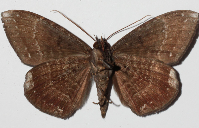 Figura 10. Adulto de <i>Hemeroblemma</i></i> Janzen05 (Erebidae), macho vista ventral, localidad Medrano Estación Biológica Quica, Sector Pitilla ACG (380m). Voucher: 14-SRNP-71946-DHJ905955.jpg.