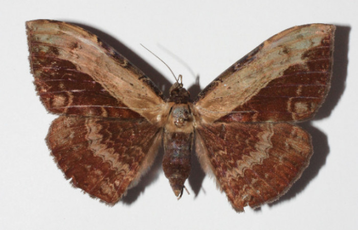 Figura 11. Adulto de <i>Hemeroblemma</i></i> Janzen05 (Erebidae), hembra vista dorsal, localidad Medrano Estación Biológica Quica, Sector Pitilla ACG (380m). Voucher: 14-SRNP-71971-DHJ905948.jpg.