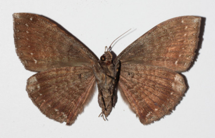 Figura 12. Adulto de <i>Hemeroblemma</i></i> Janzen05 (Erebidae), hembra vista ventral, localidad Medrano Estación Biológica Quica, Sector Pitilla ACG (380m). Voucher: 14-SRNP-71971-DHJ905949.jpg.