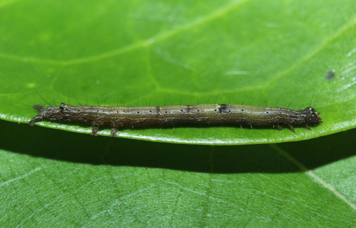 Figura 2. Larva <i>Hemeroblemma</i></i> Janzen05 (Erebidae), tercer estadío (PPU) vista lateral, localidad Medrano Estación Biológica Quica, Sector Pitilla ACG (380m). Voucher: 14-SRNP-72084-DHJ726423.jpg.