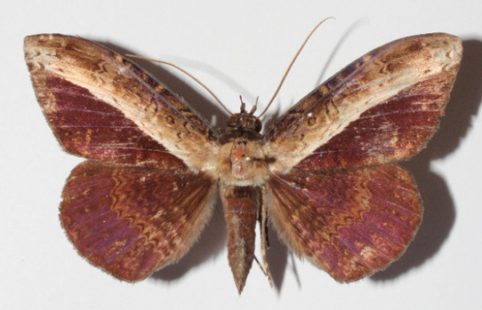 Figura 1. Adulto de <i>Hemeroblemma</i></i> Janzen05 (Erebidae), vista dorsal, localidad Medrano Estación Biológica Quica, Sector Pitilla ACG (380m). Voucher: 14-SRNP-72084-DHJ905952.jpg.