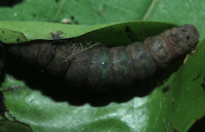 Figura 5. Larva <i>Hemeroblemma</i></i> Janzen05 (Erebidae), en estado de prepupa vista dorsal, localidad Medrano Estación Biológica Quica, Sector Pitilla ACG (380m). Voucher: 14-SRNP-72085-DHJ726494.jpg.