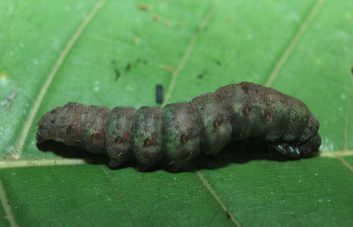 Figura 6. Larva <i>Hemeroblemma</i></i> Janzen05 (Erebidae), en estado de prepupa vista lateral, localidad Medrano Estación Biológica Quica, Sector Pitilla ACG (380m). Voucher: 14-SRNP-72085-DHJ726498.jpg.