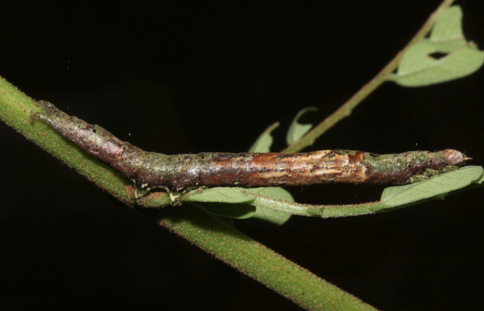 Figura 17. Larva <i>Hemeroblemma ochrolinea</i></i> (Erebidae), penúltimo estadío (PU) vista lateral, localidad Casa Roberto, Sector Pitilla ACG (520m). Voucher: 17-SRNP-31660-DHJ739425.jpg.