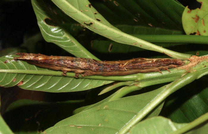 Figura 18. Larva <i>Hemeroblemma</i></i> acronDHJ02 (Erebidae), último estadío (U) vista lateral, localidad Sendero Laguna, Sector Pitilla ACG (680m). Voucher: 18-SRNP-31033-DHJ744680.jpg.